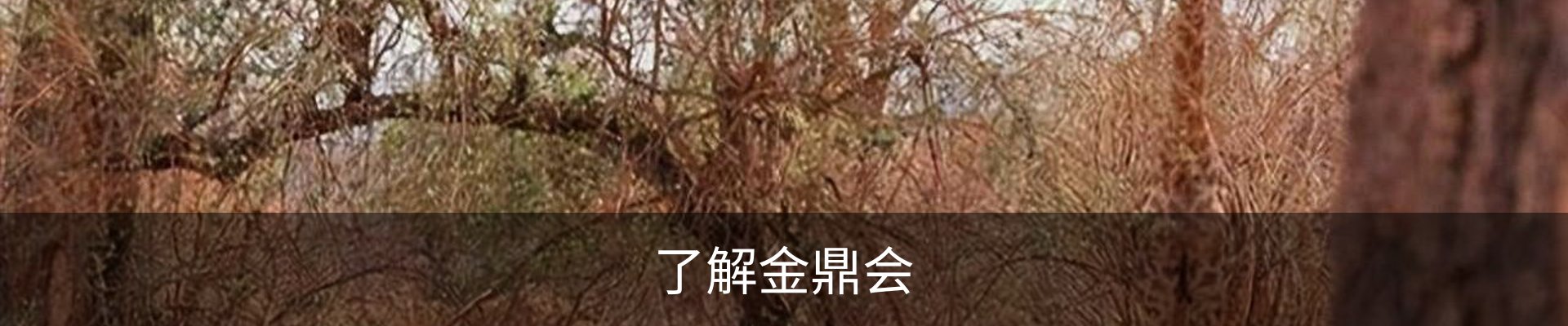 了解金鼎会